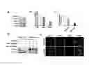 Fig. 02 - METHODS OF DETECTING HYPOXIA-ASSOCIATE PEPTIDES