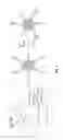 Fig. 02 - Functionalized chromophoric polymer dots and bioconjugates thereof