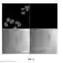 Fig. 22 - Functionalized chromophoric polymer dots and bioconjugates thereof