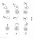 Fig. 25 - Functionalized chromophoric polymer dots and bioconjugates thereof