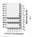 Fig. 40 - Functionalized chromophoric polymer dots and bioconjugates thereof