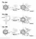 Fig. 55 - Functionalized chromophoric polymer dots and bioconjugates thereof