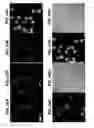 Fig. 60 - Functionalized chromophoric polymer dots and bioconjugates thereof