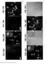 Fig. 61 - Functionalized chromophoric polymer dots and bioconjugates thereof