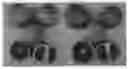 Fig. 01 - Grapefruit tree named 'TR-1'