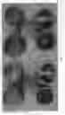 Fig. 02 - Grapefruit tree named 'TR-1'