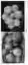 Fig. 04 - Grapefruit tree named 'TR-1'