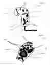 Fig. 08 - Fluid outputting hand device