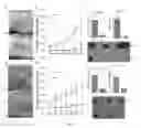 Fig. 07 - Construction Method for Immunodeficient Rat Model