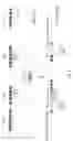 Fig. 09 - Genetically modified major histocompatibility complex mice