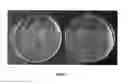 Fig. 02 - Instrinsically antimicrobial porosic matrix composites and method of manufacture thereof