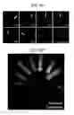 Fig. 08 - Multi-wavelength endoscopic system and image processing method using same
