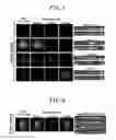 Fig. 09 - Multi-wavelength endoscopic system and image processing method using same