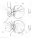 Fig. 06 - Wide-field retinal imaging system
