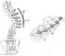 Fig. 01 - Methods for correction of spinal deformities