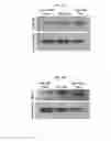 Fig. 06 - Delivery compositions, and methods of making and using same