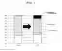 Fig. 02 - Method for increasing Akkermansia in intestinal bacterial flora by ingesting astaxanthin