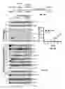 Fig. 07 - FORMULATIONS AND METHODS FOR THE TREATMENT OF CANCERS