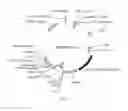 Fig. 02 - PD-1 CAR NK-92 cell and preparation method and use thereof
