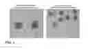 Fig. 04 - Sperm activator and uses thereof