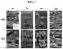 Fig. 04 - Composition containing endometrial decidual cells for treating damage to the endometrium or enhancing implantation functions