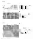 Fig. 04 - TREATMENT OF INFLAMMATORY BOWEL DISEASE