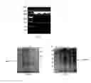 Fig. 02 - Method for purifying and concentrating inactivated antigen of foot-and-mouth disease virus