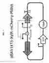 Fig. 02 - Selectively altering microbiota for immune modulation