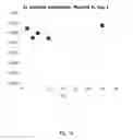 Fig. 02 - Lyophilized preparation of cytotoxic dipeptides