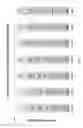 Fig. 08 - COMPOSITIONS AND METHODS FOR DETECTION OF BETA N METHYLAMINO L ALANINE IN CU ZN SUPEROXIDE DISMUTASE 1