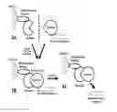 Fig. 01 - Soluble intein fusion proteins and methods for purifying biomolecules