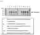 Fig. 02 - Protein secretory production method