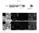 Fig. 22 - Anti-B7-H4 antibodies and immunoconjugates