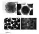 Fig. 03 - COMPOSITIONS COMPRISING MICROALGAE AND METHODS OF PRODUCING AND USING SAME