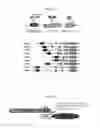 Fig. 02 - Delivery of cargo proteins via ARRDC1-mediated microvesicles (ARMMs)
