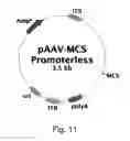 Fig. 24 - Treatment of diseases by liver expression of an enzyme which has a deoxyribonuclease (DNase) activity