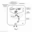 Fig. 02 - Cell-associated secretion-enhancing fusion proteins
