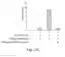 Fig. 13 - Cell-associated secretion-enhancing fusion proteins