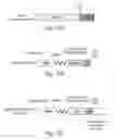 Fig. 18 - Cell-associated secretion-enhancing fusion proteins