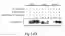 Fig. 21 - Cell-associated secretion-enhancing fusion proteins
