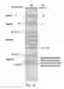 Fig. 27 - Cell-associated secretion-enhancing fusion proteins