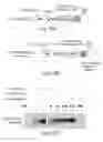 Fig. 28 - Cell-associated secretion-enhancing fusion proteins