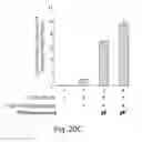Fig. 30 - Cell-associated secretion-enhancing fusion proteins