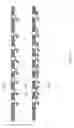Fig. 07 - Generation of phased read-sets for genome assembly and haplotype phasing