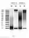 Fig. 08 - Generation of phased read-sets for genome assembly and haplotype phasing