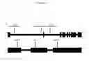 Fig. 02 - PLANT BREEDING USING NEXT GENERATION SEQUENCING