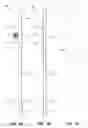Fig. 02 - Multi-fluid test strip