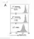 Fig. 02 - Method of screening ATP11C or CDC50A inhibitor