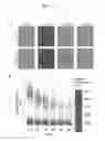 Fig. 02 - GENETICALLY ENCODED CELL DEATH INDICATORS AND METHODS OF USE