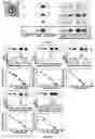 Fig. 09 - PROTEIN-COATED MICROPARTICLES FOR PROTEIN STANDARDIZATION IN SINGLE-CELL ASSAYS